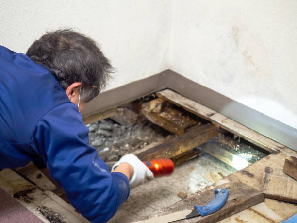Best Residential Mold Removal  in Connersville, IN