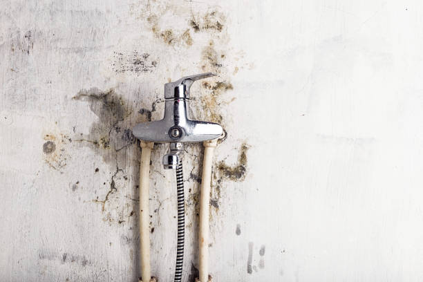 Best Mold Removal Near Me  in Connersville, IN