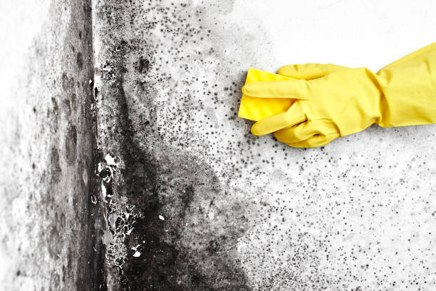 Professional Mold Removal in Connersville, IN