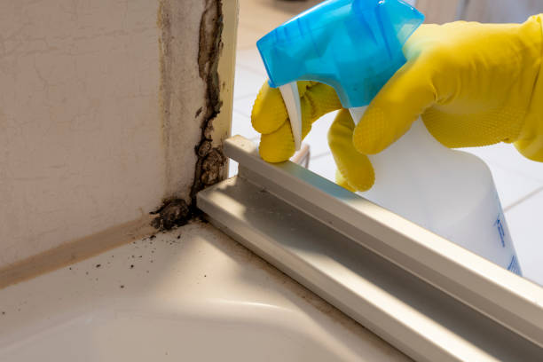 Best Mold Damage Repair  in Connersville, IN