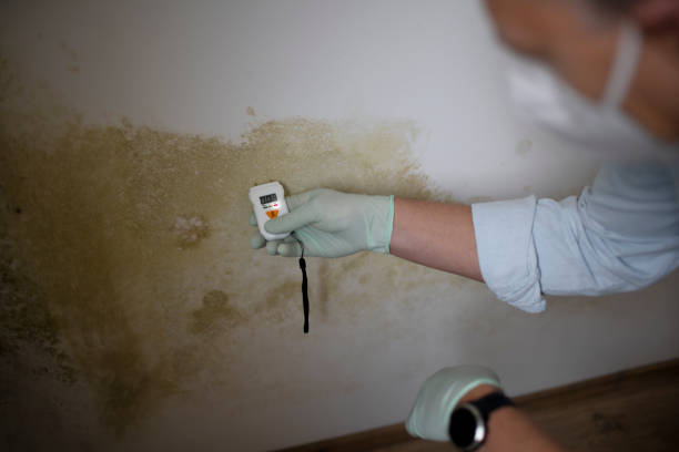Best Mold Removal Company Near Me  in Connersville, IN