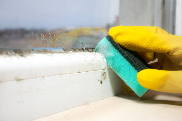 Best Emergency Mold Removal  in Connersville, IN