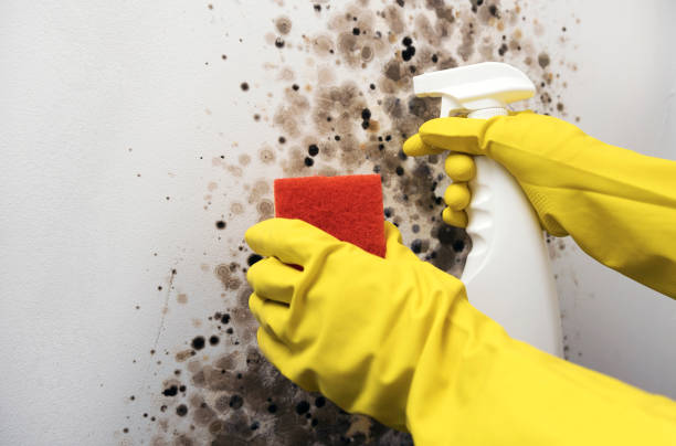 Best Local Mold Removal Service  in Connersville, IN