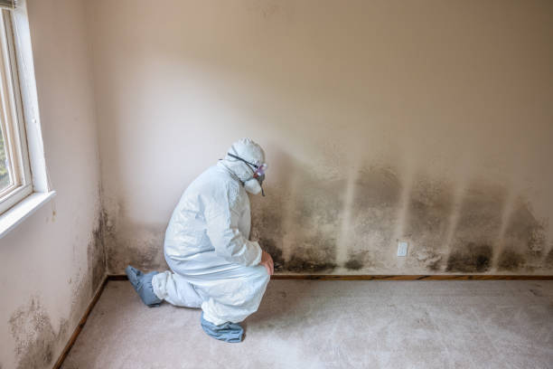 Best Fast Mold Removal  in Connersville, IN